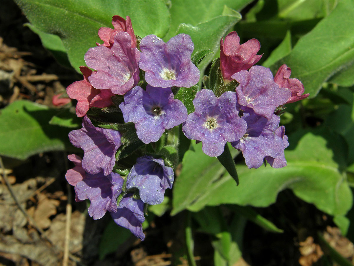 Plicník horský (Pulmonaria montana (Kern.) Nym.)