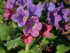 Plicník horský (Pulmonaria montana (Kern.) Nym.)