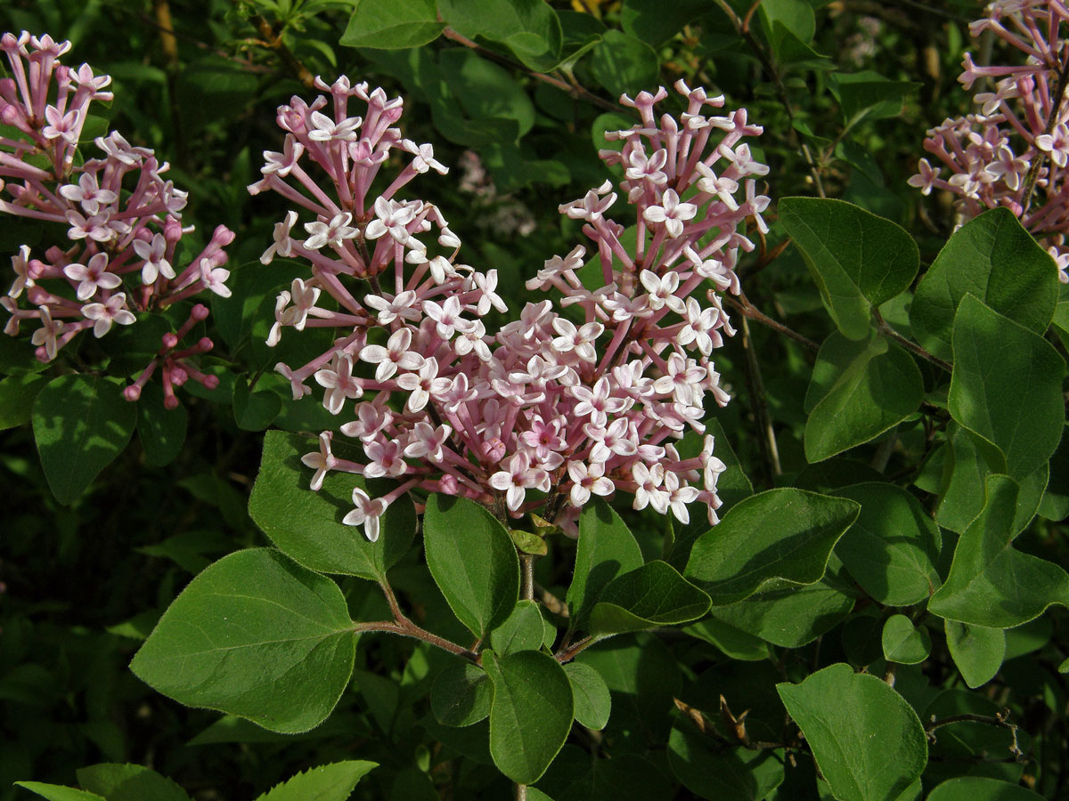 Šeřík pýřitý (Syringa pubescens Turcz.)