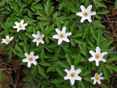 Sasanka hajní (Anemone nemorosa L.)