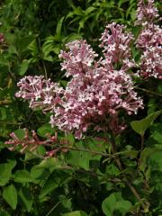 Šeřík pýřitý (Syringa pubescens Turcz.)