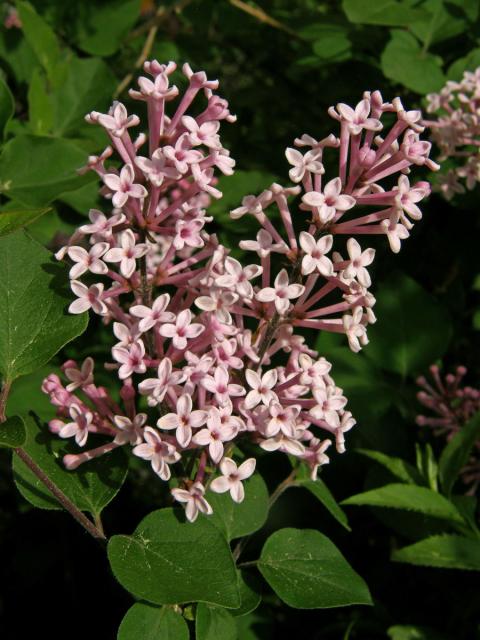 Šeřík pýřitý (Syringa pubescens Turcz.)