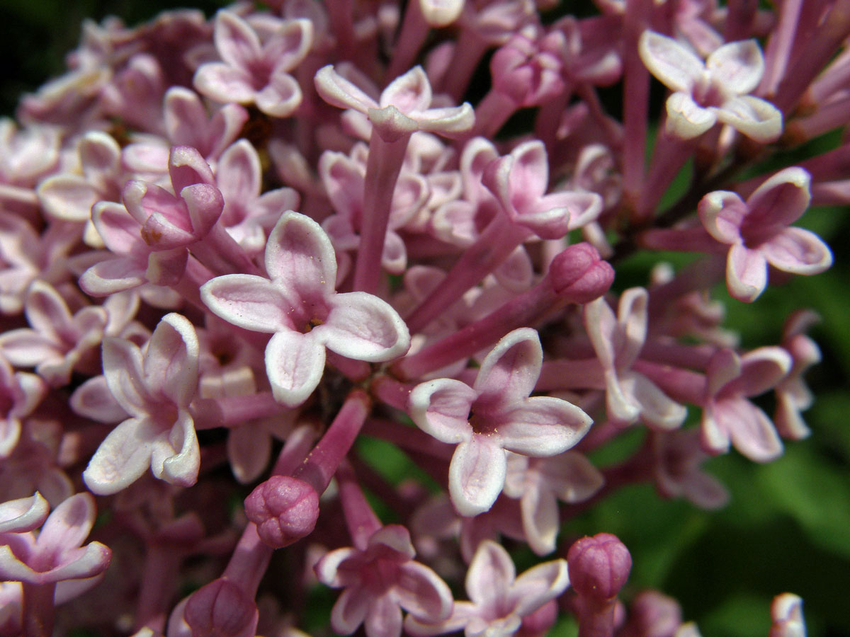 Šeřík pýřitý (Syringa pubescens Turcz.)