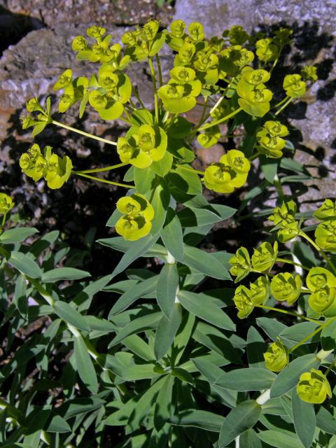 Pryšec (Euphorbia nicaensis All. )