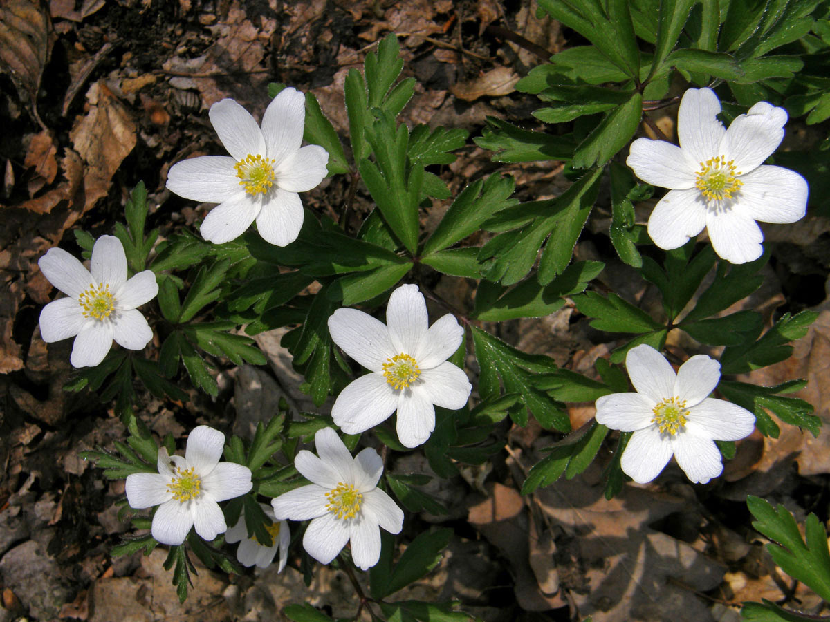 Sasanka hajní (Anemone nemorosa L.)