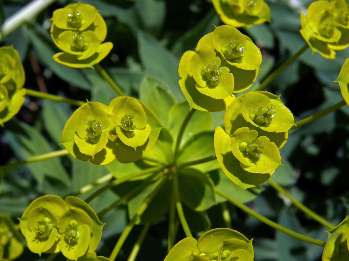 Pryšec (Euphorbia nicaensis All. )