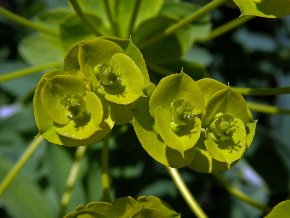 Pryšec (Euphorbia nicaensis All. )