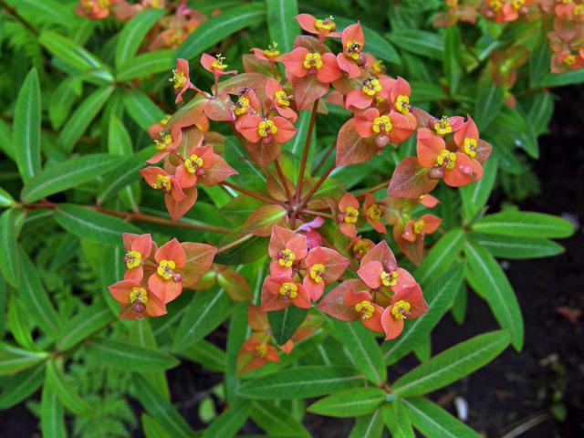 Pryšec (Euphorbia griffithii Hook. f.)