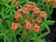 Pryšec (Euphorbia griffithii Hook. f.)   