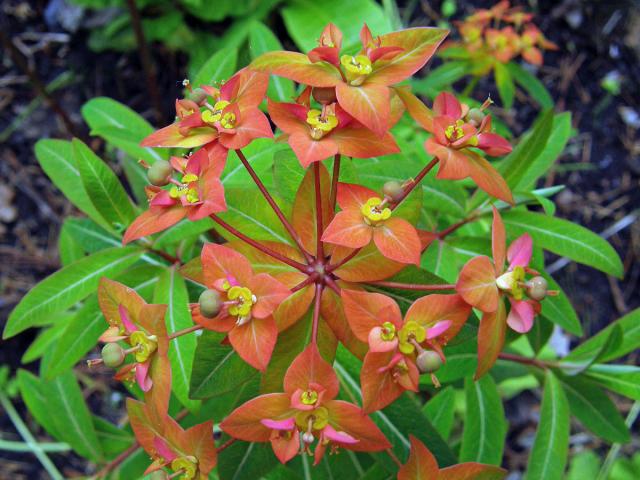 Pryšec (Euphorbia griffithii Hook. f.)