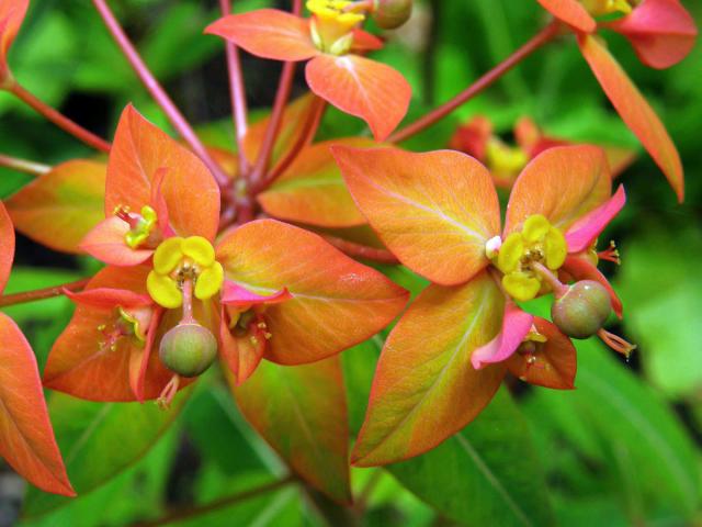 Pryšec (Euphorbia griffithii Hook. f.)