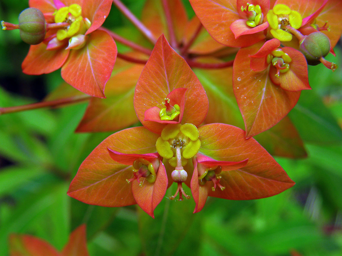 Pryšec (Euphorbia griffithii Hook. f.)