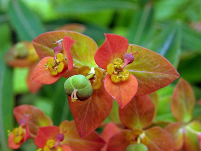 Pryšec (Euphorbia griffithii Hook. f.)