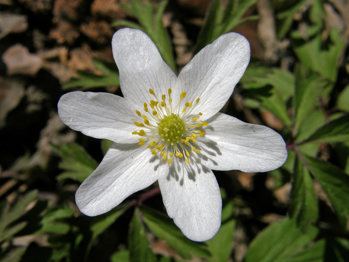 Sasanka hajní (Anemone nemorosa L.)