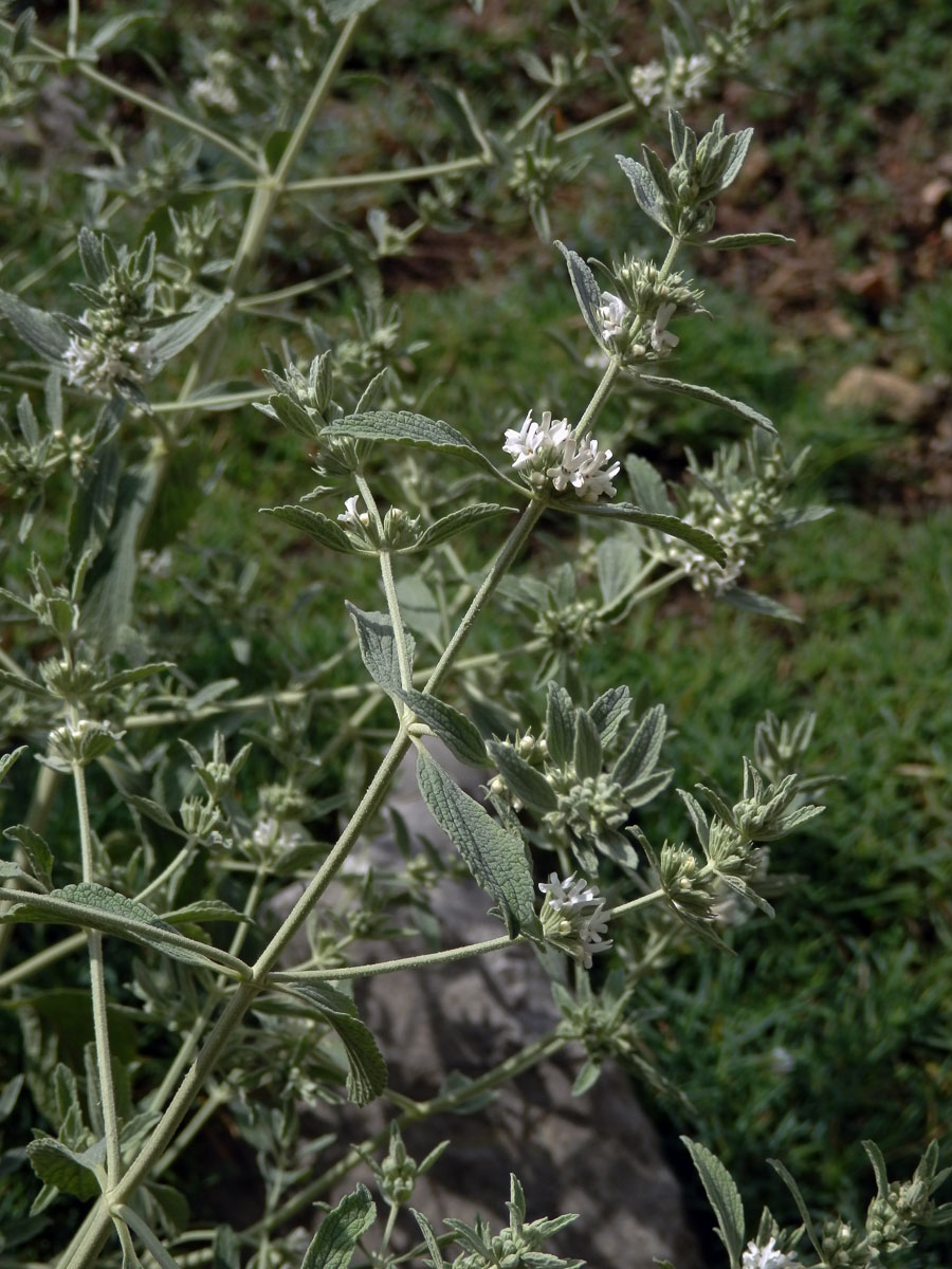 Jablečník cizí (Marrubium peregrinum L.)