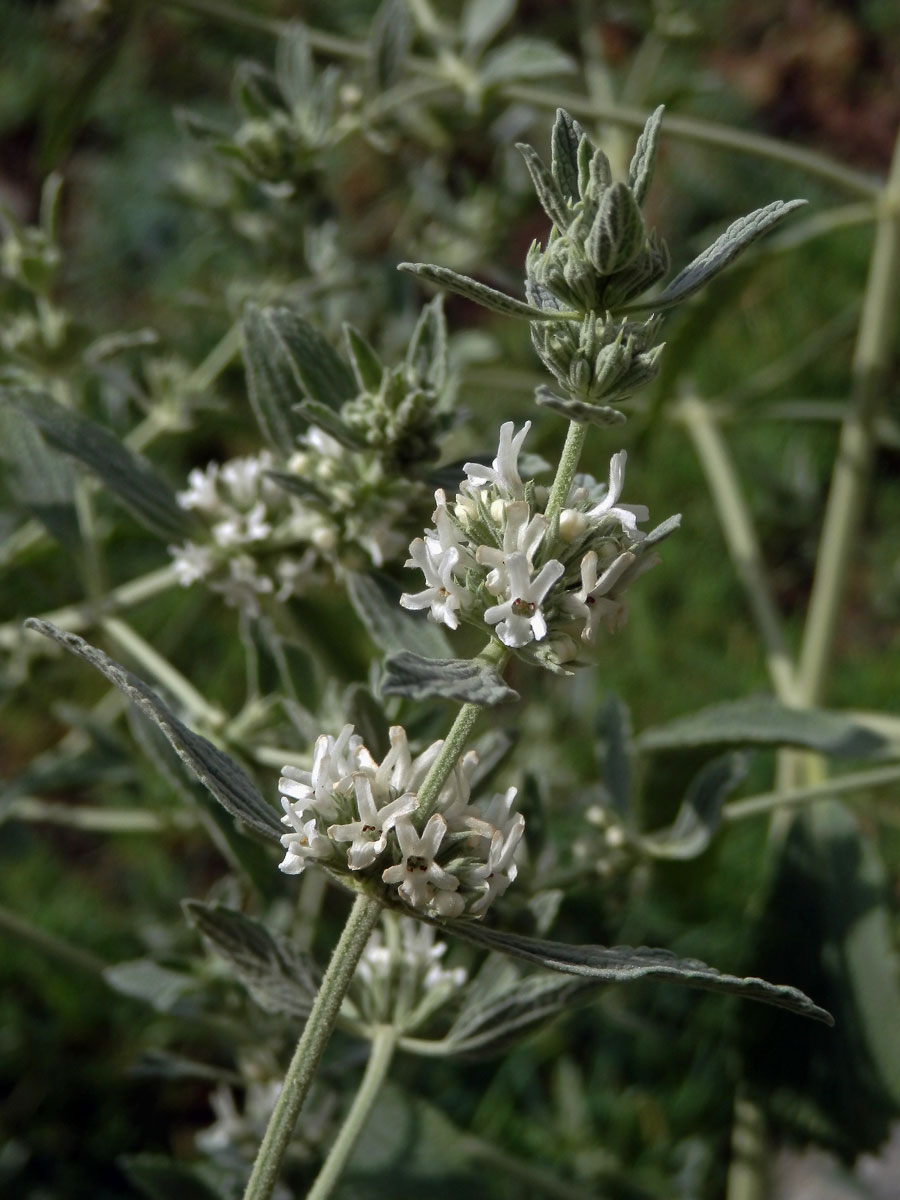 Jablečník cizí (Marrubium peregrinum L.)