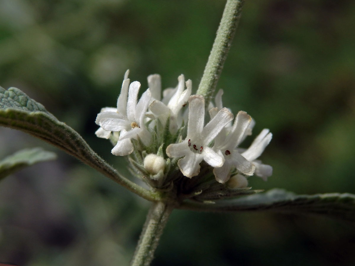 Jablečník cizí (Marrubium peregrinum L.)