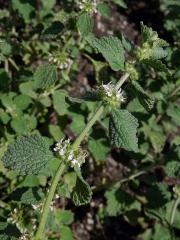 Jablečník obecný (Marrubium vulgare L.)