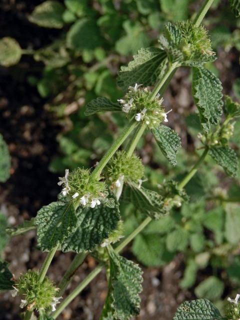 Jablečník obecný (Marrubium vulgare L.)