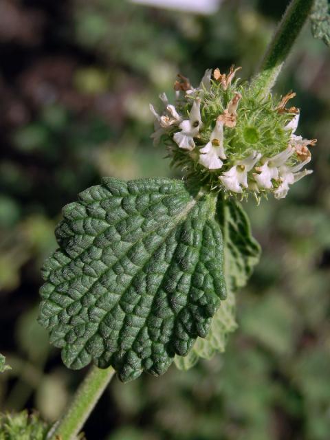 Jablečník obecný (Marrubium vulgare L.)