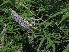 Drmek obecný (Vitex agnus-castus L.)