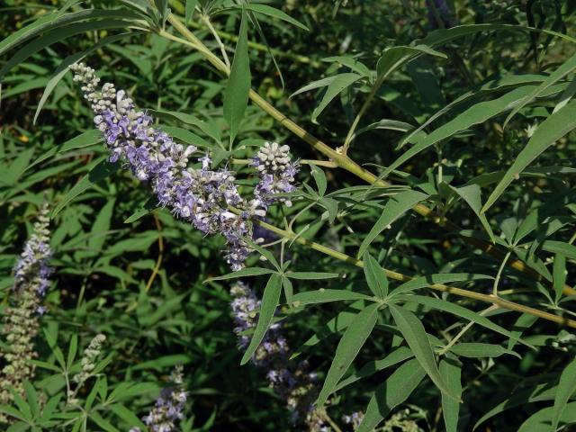 Drmek obecný (Vitex agnus-castus L.)