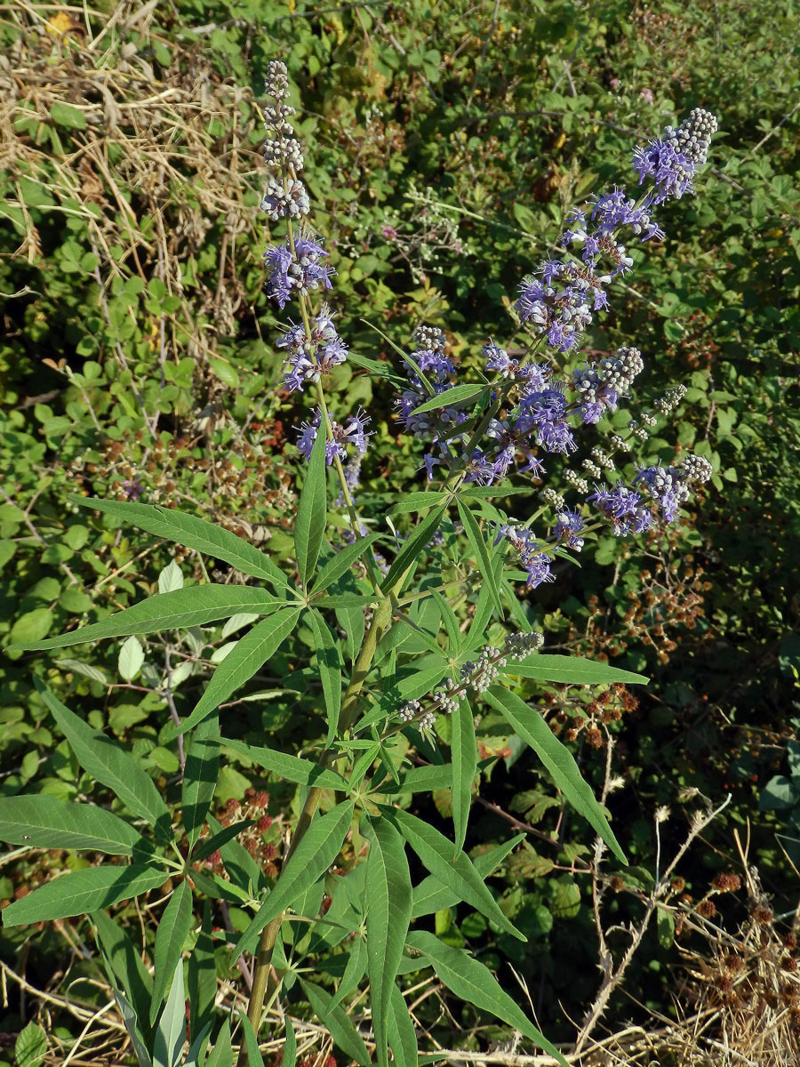 Drmek obecný (Vitex agnus-castus L.)