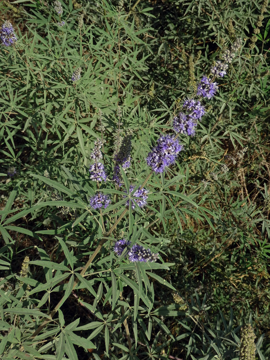 Drmek obecný (Vitex agnus-castus L.)