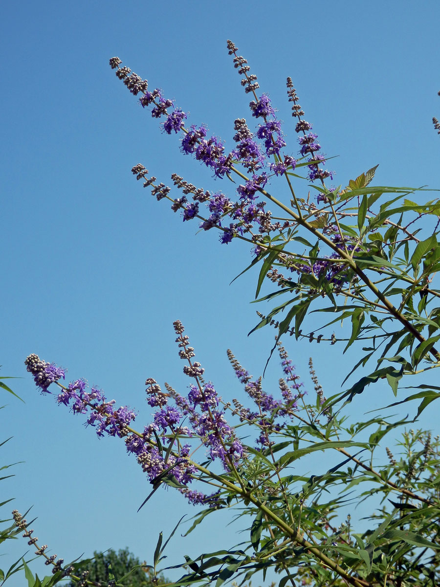 Drmek obecný (Vitex agnus-castus L.)