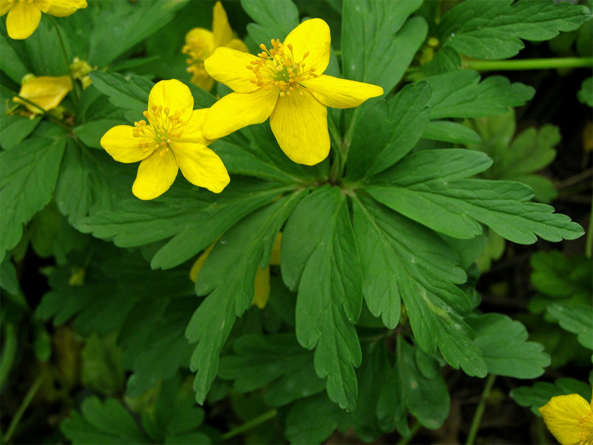 Sasanka pryskyřníkovitá (Anemone ranunculoides L.)