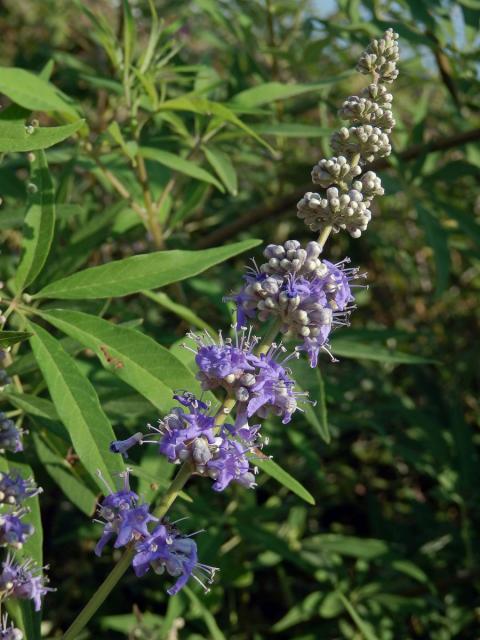 Drmek obecný (Vitex agnus-castus L.)