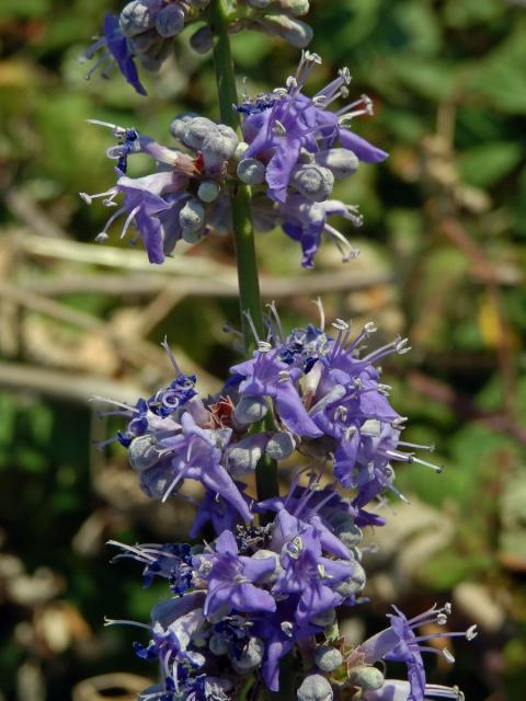 Drmek obecný (Vitex agnus-castus L.)