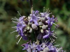 Drmek obecný (Vitex agnus-castus L.)