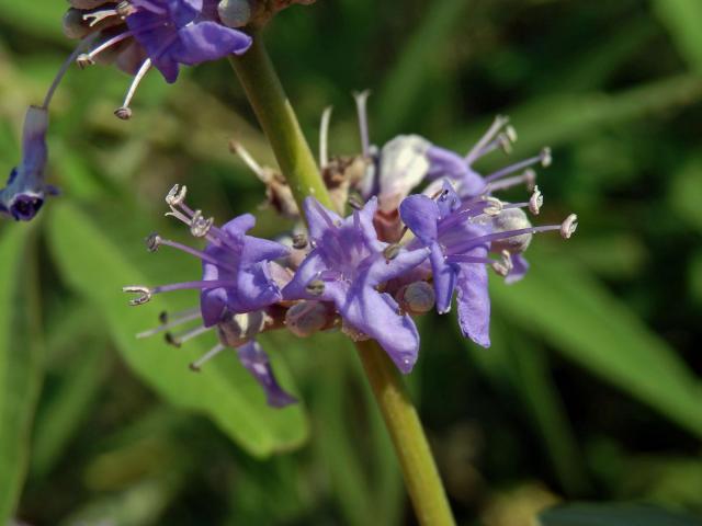 Drmek obecný (Vitex agnus-castus L.)