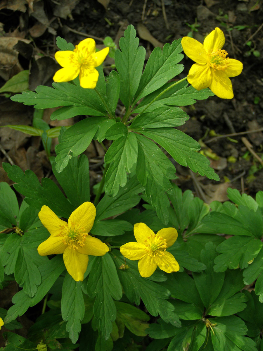 Sasanka pryskyřníkovitá (Anemone ranunculoides L.)