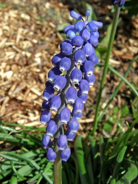 Modřenec širolistý (Muscari botryoides (L.) Mill.)