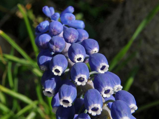 Modřenec širolistý (Muscari botryoides (L.) Mill.)