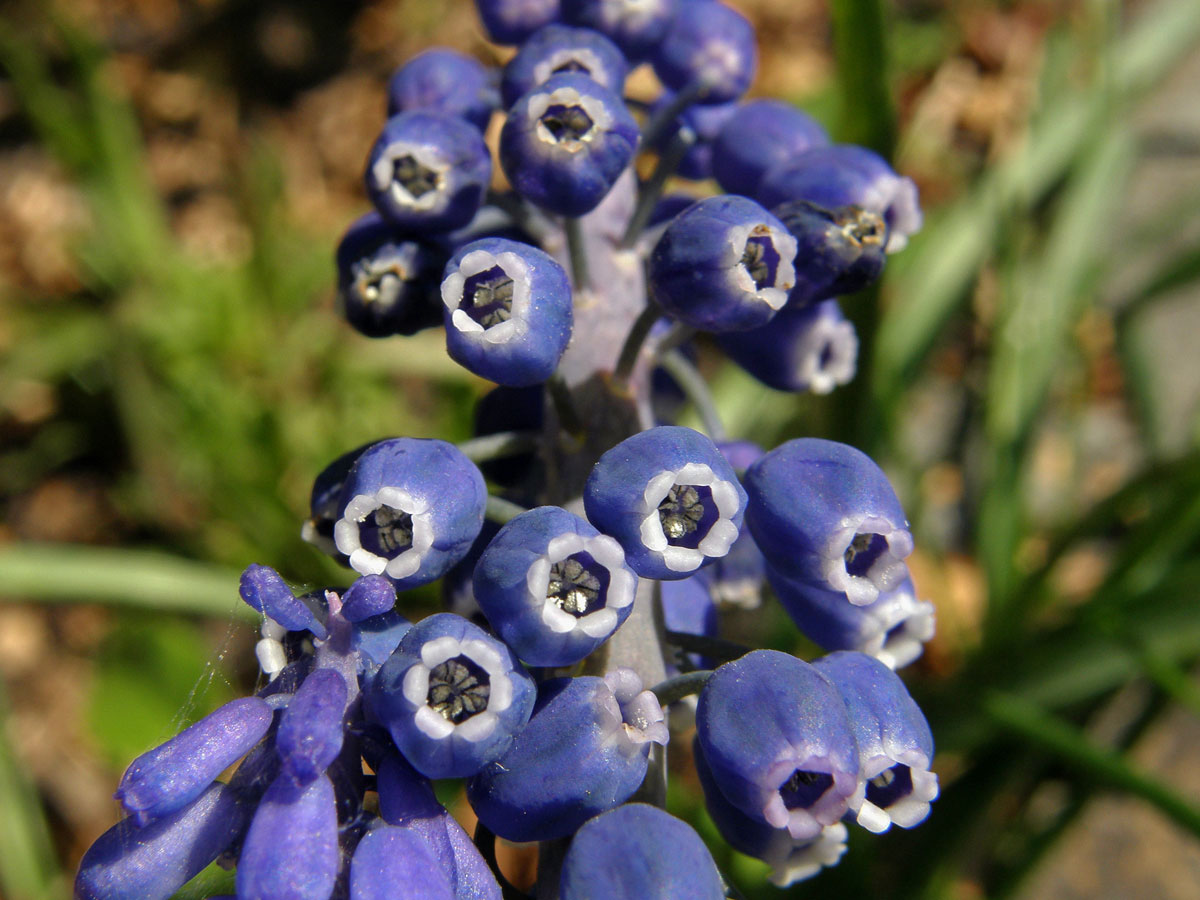 Modřenec širolistý (Muscari botryoides (L.) Mill.)