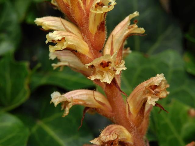 Záraza břečťanová (Orobanche hederae Duby)