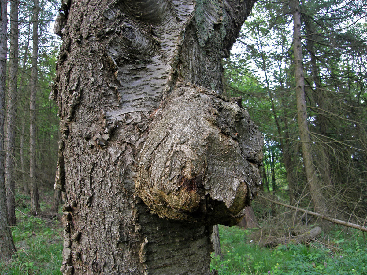 Třešeň ptačí (Prunus avium (L.) L.) (18a) s nádorem na kmeni