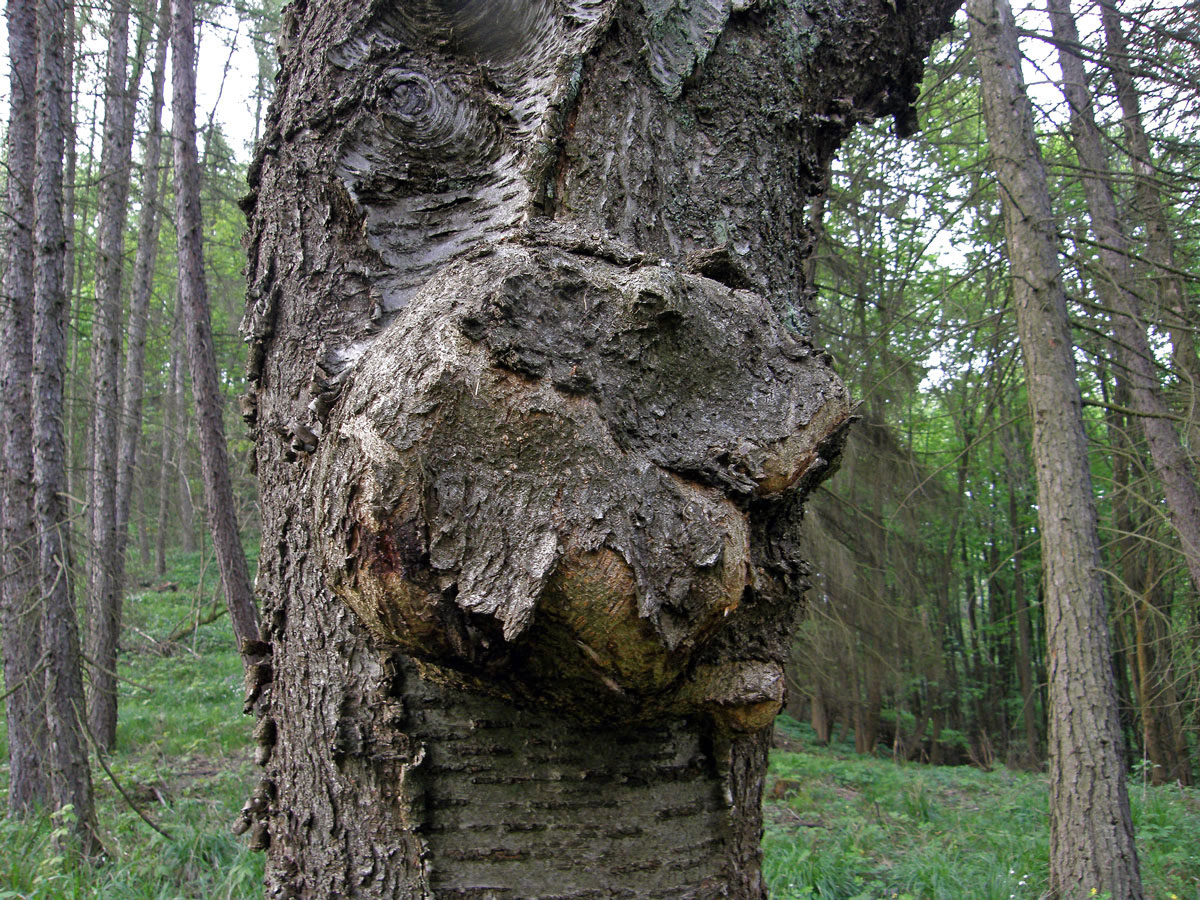 Třešeň ptačí (Prunus avium (L.) L.) (18b) s nádorem na kmeni