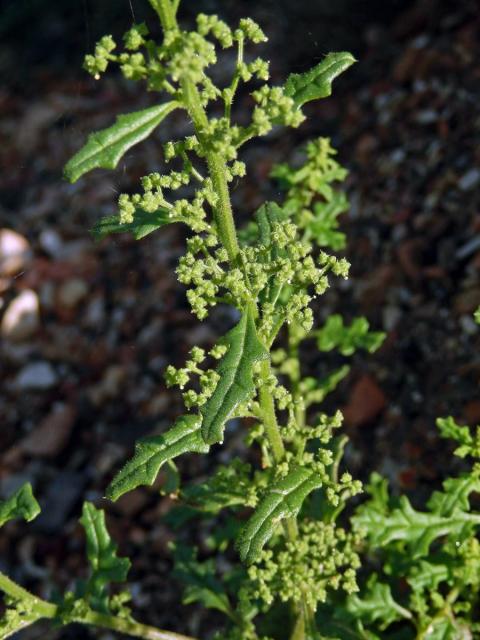 Merlík hroznový (Chenopodium botrys L.)