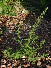 Merlík hroznový (Chenopodium botrys L.)