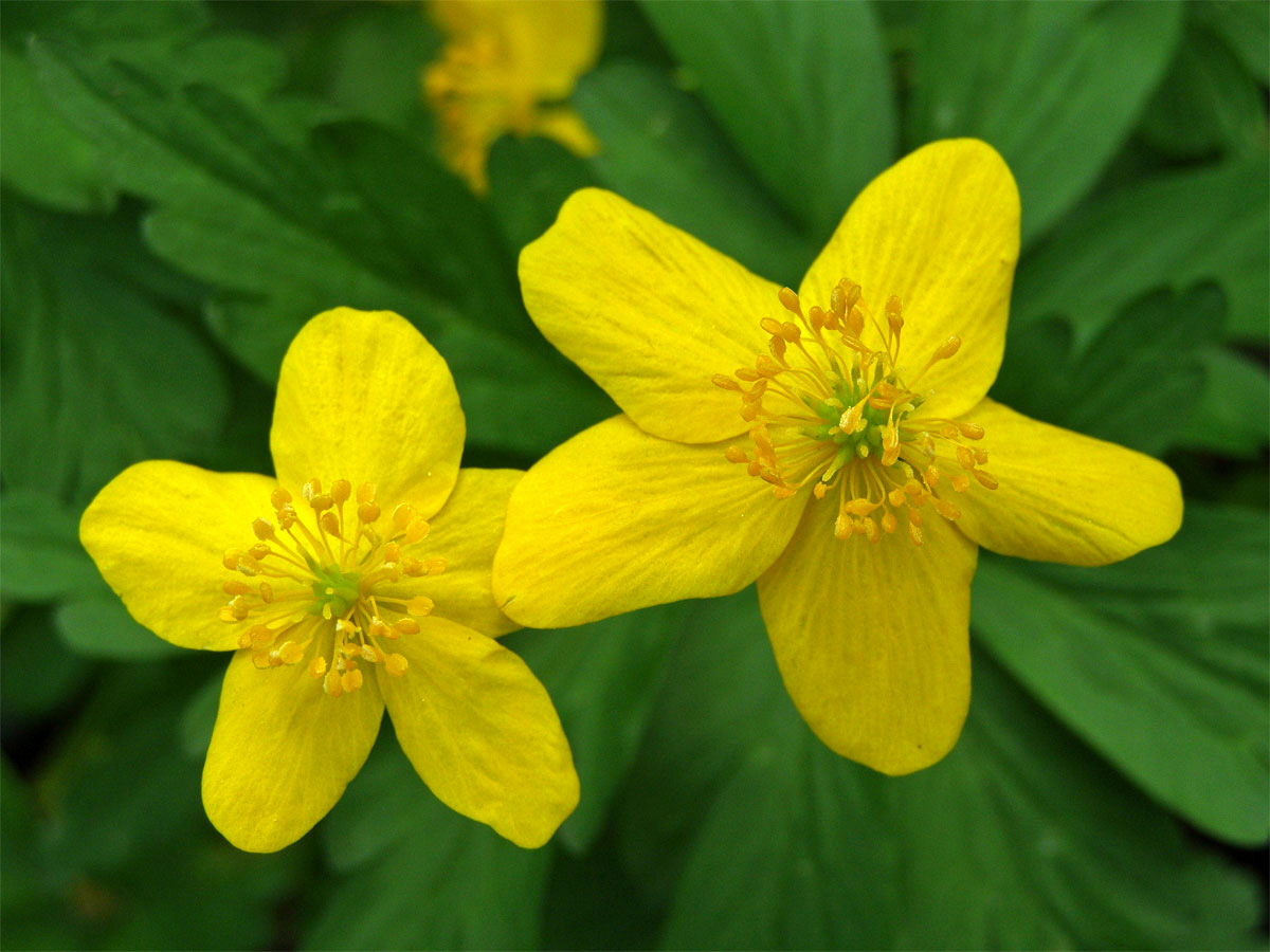 Sasanka pryskyřníkovitá (Anemone ranunculoides L.)