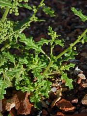 Merlík hroznový (Chenopodium botrys L.)