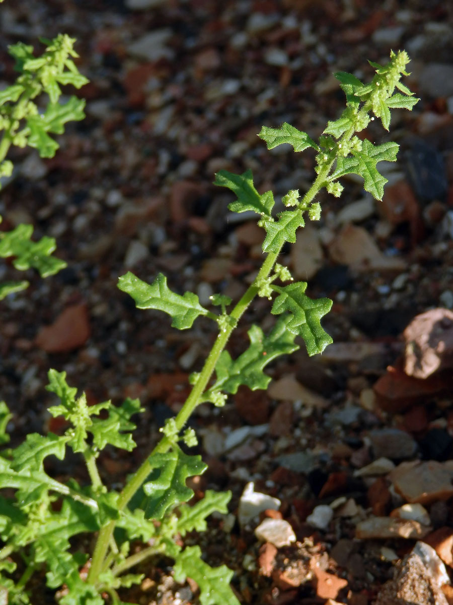 Merlík hroznový (Chenopodium botrys L.)