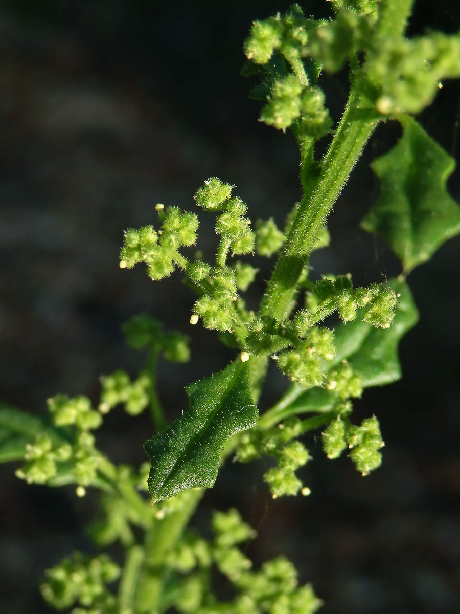 Merlík hroznový (Chenopodium botrys L.)