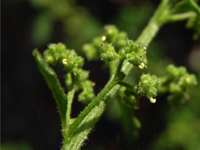 Merlík hroznový (Chenopodium botrys L.)