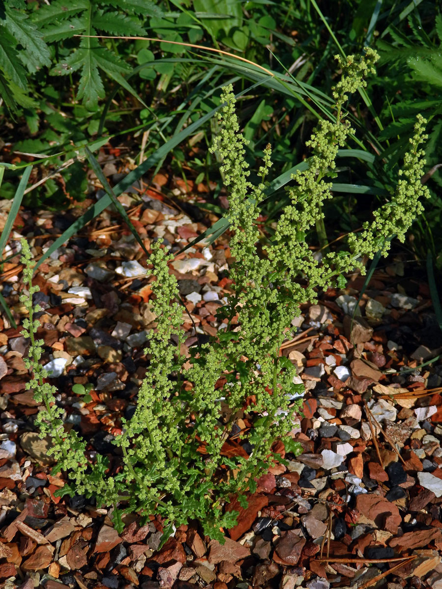 Merlík hroznový (Chenopodium botrys L.)