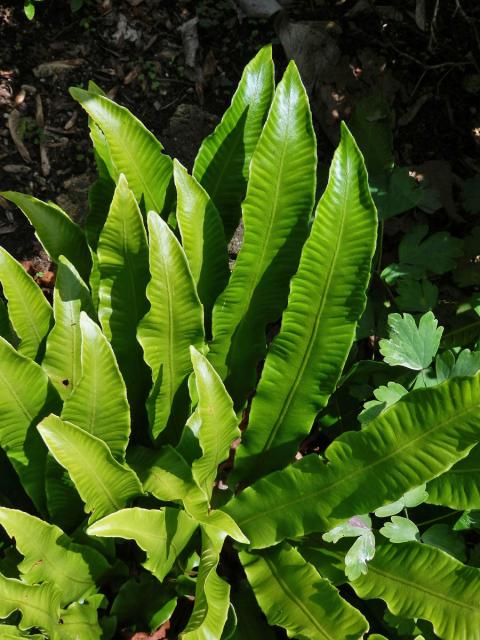 Jelení jazyk celolistý (Phyllitis scolopendrium (L.) Newman)